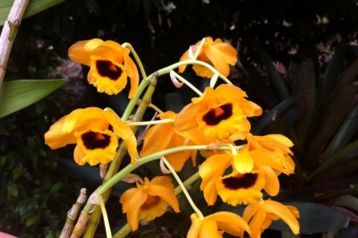 Cây Ngọc vạn. Dendrobium chryseum Rolfe - Cây Thuốc Nam Quanh Ta